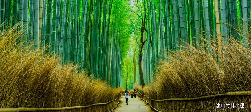 竹林步道